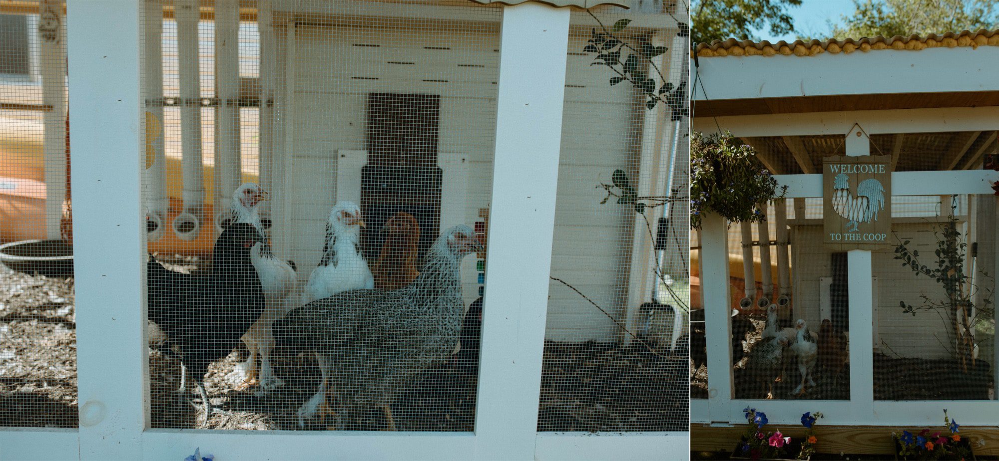 chicken coop at home