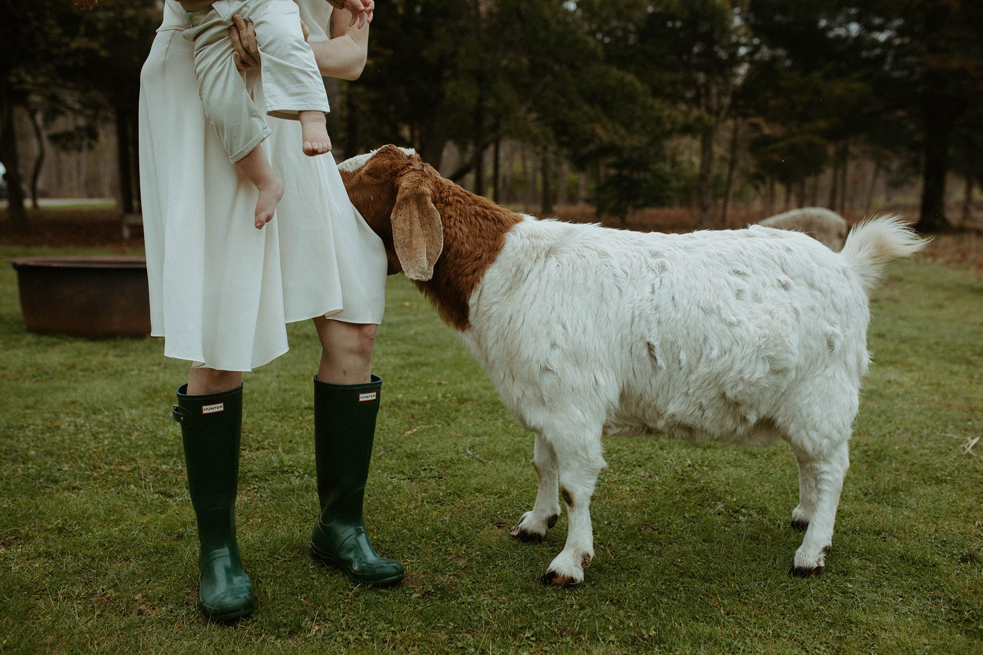 Goats, wellies, and a white dress at Mama Farm in Long Island New York. farm family portraits